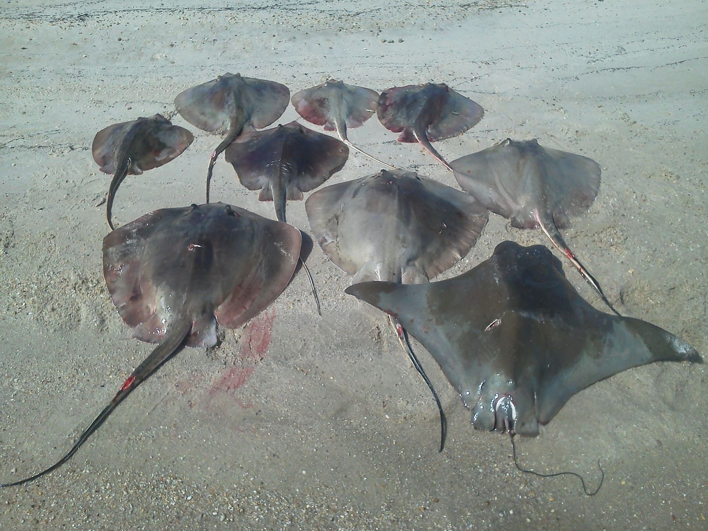 looking for stingrays in reedville area BASS BARN