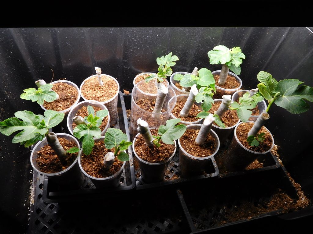 [Coir%20002_zpsb2us4lgh]