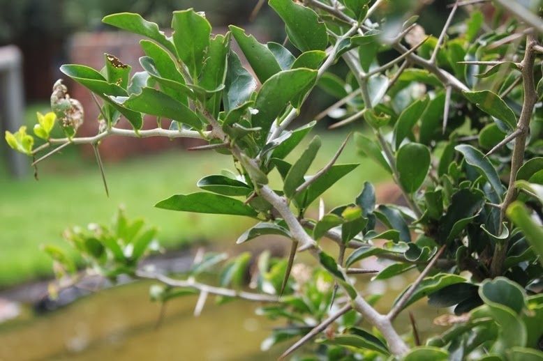 [Kie%20Apple_zpswbv9lrsx]