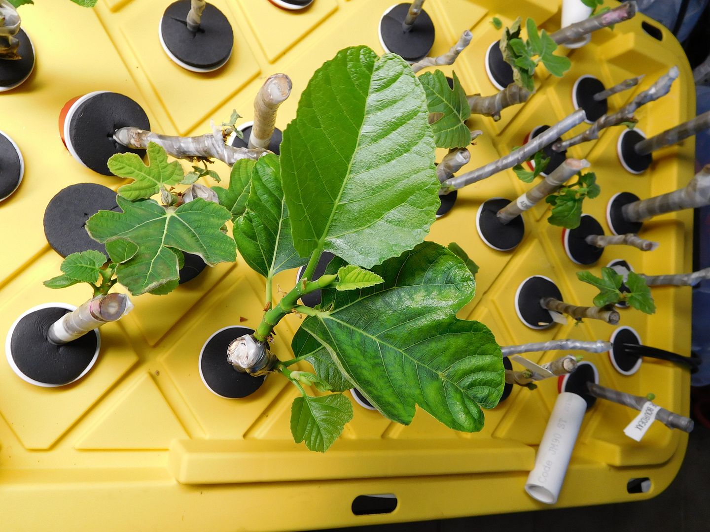 [King%20002_zpsvlav5dgy]