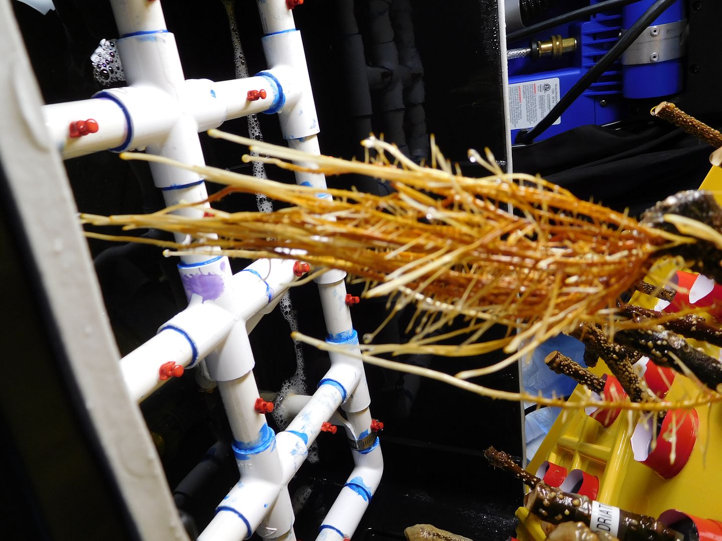 [King%20003_zpsvqamjyda]