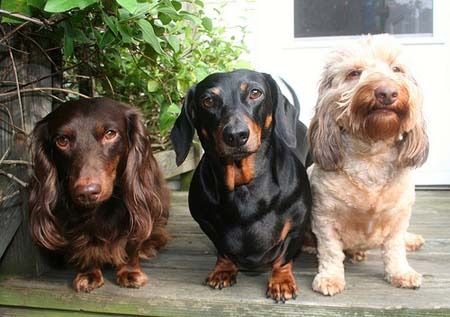 [teckel_zpsfhmphkmx]