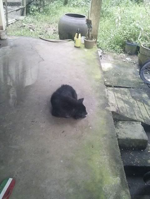 ma có thật ko,ae vô coi rùi nhận xét dùm mình - 1