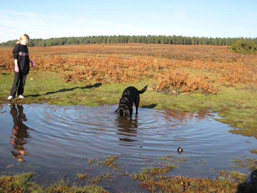 Sandy Balls, New Forest & beach pics. Labradors Forums