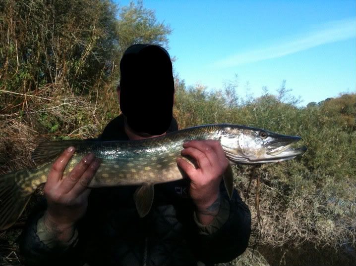 pike-1.jpg?t=1288350114