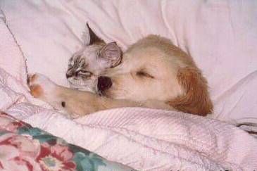 cat and dog sleeping together