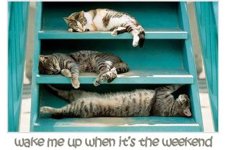 cats wake me up when its the weekend