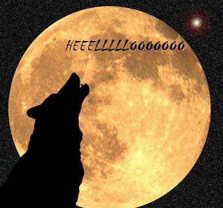 hello wolf howling at moon