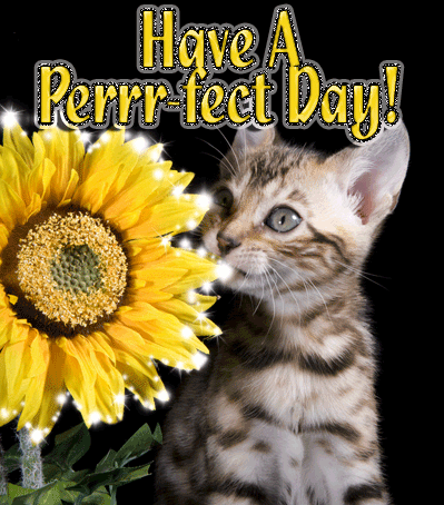 have a perfect day kitten