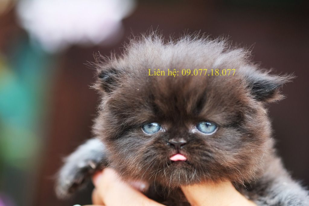 Bán mèo con 34 đực. - 1