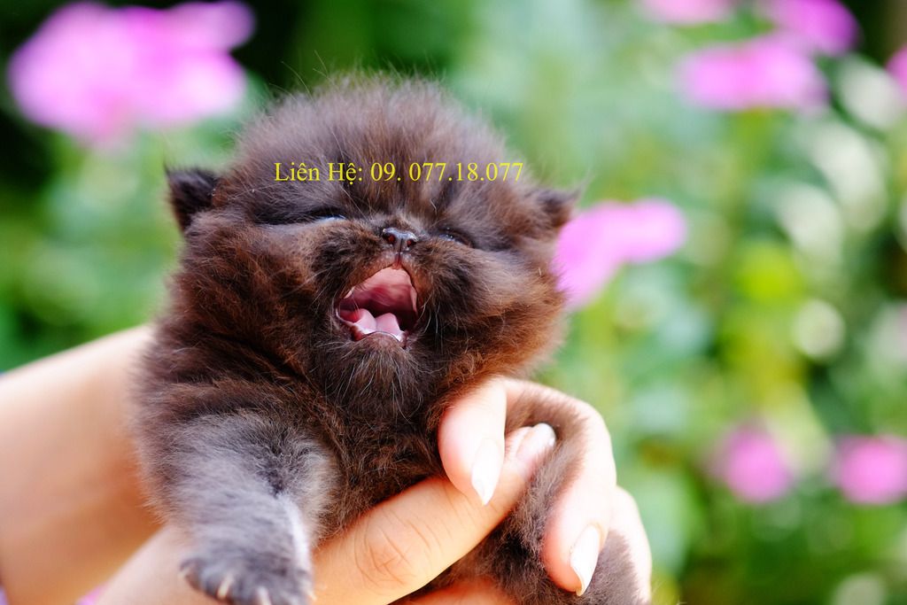 Bán mèo con 34 đực.