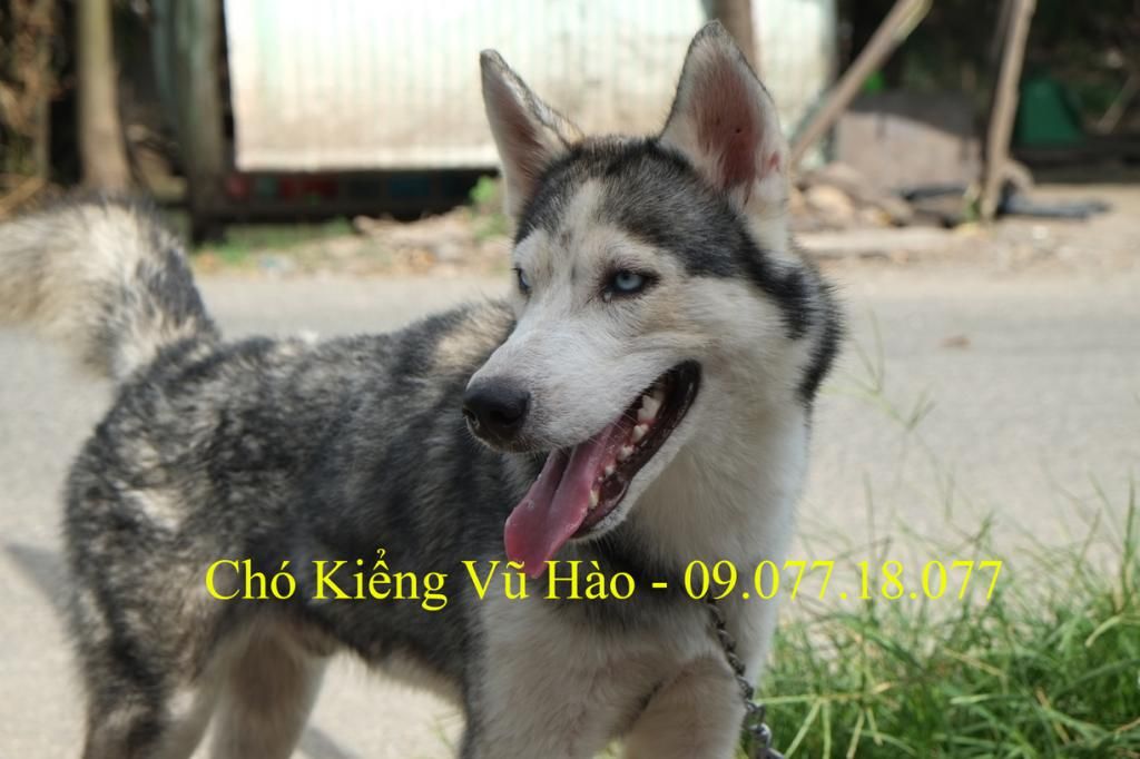 An Giang - Bán Husky đực - 1