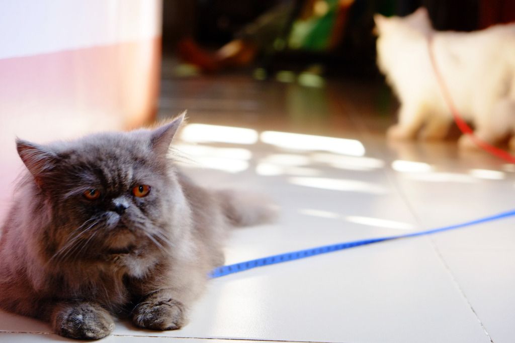 Bán mèo con 34 đực. - 3