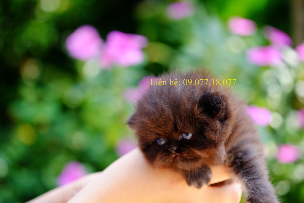 Bán mèo con 34 đực. - 2