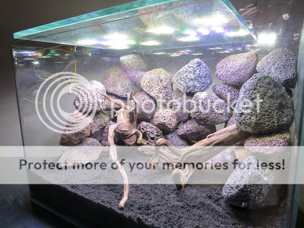 10 g shrimp tank ( LAVA ROCK wall ) - The Planted Tank Forum